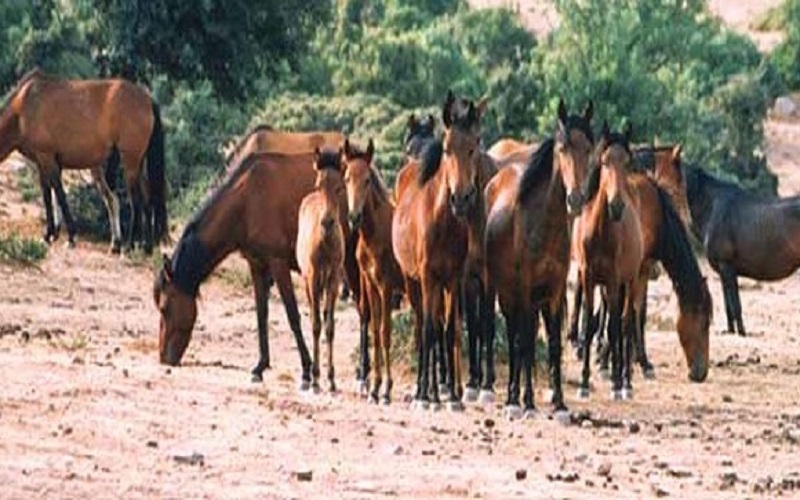 άλογα-του-Πεταλά-580x264