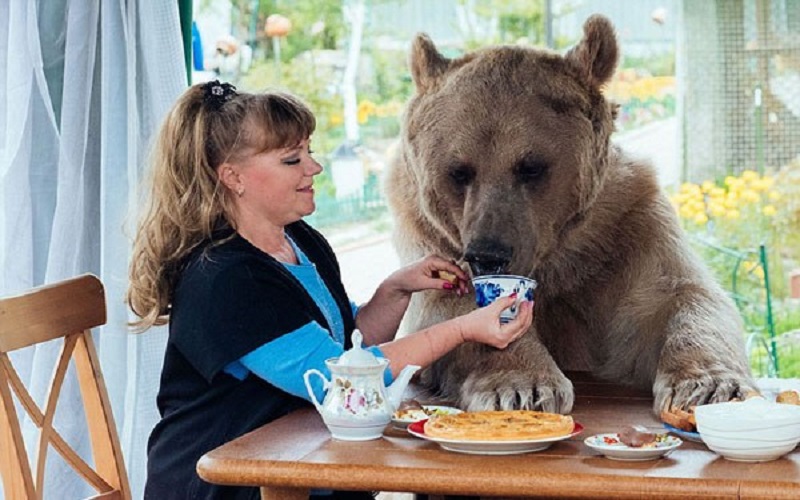 Αρκούδα, κατοικίδιο, Stepan, Μόσχα
