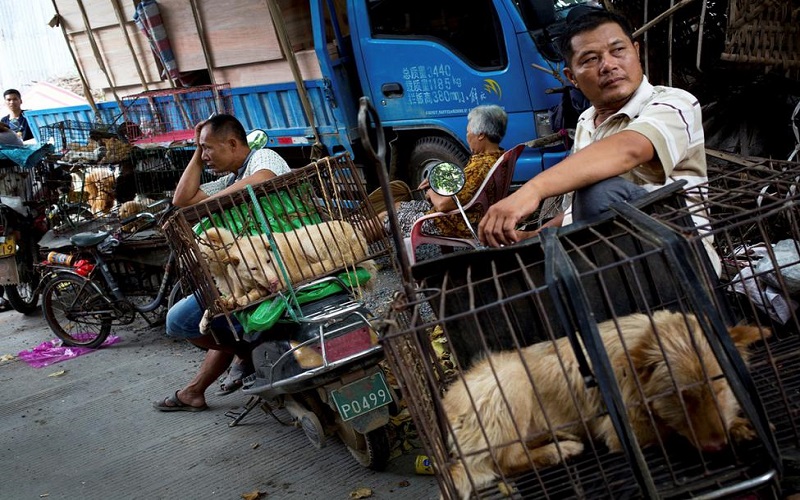 Vendors wait for buyers next to the dogs in cages for sale at a market ahead of a dog meat festival in Yulin in south China's Guangxi Zhuang Autonomous Region, Monday, June 20, 2016. Restaurateurs in a southern Chinese town will holding an annual dog meat festival which fall on June 21, the day of summer solstice despite international criticism. (AP Photo/Andy Wong)